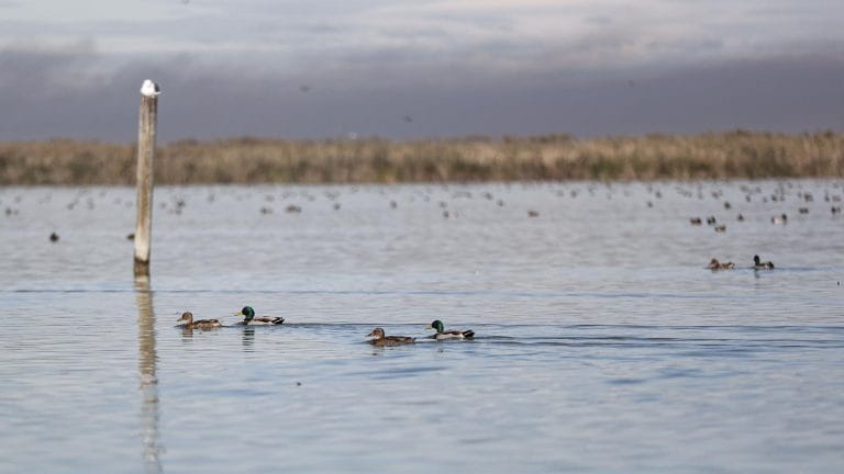 l albufera