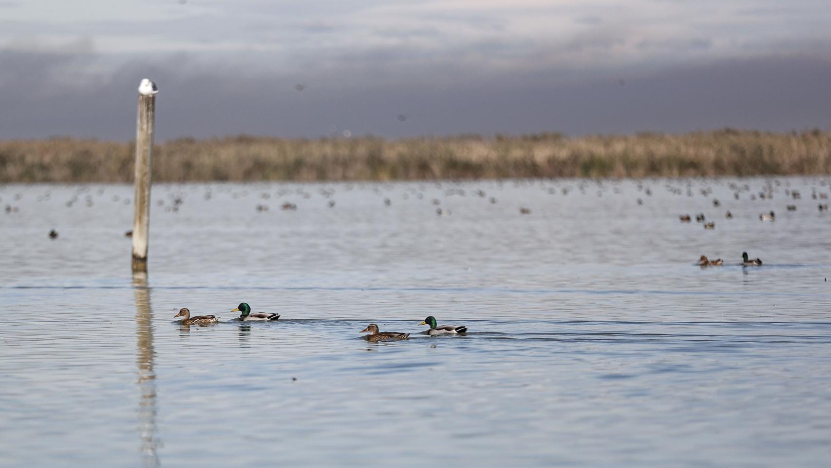 l albufera