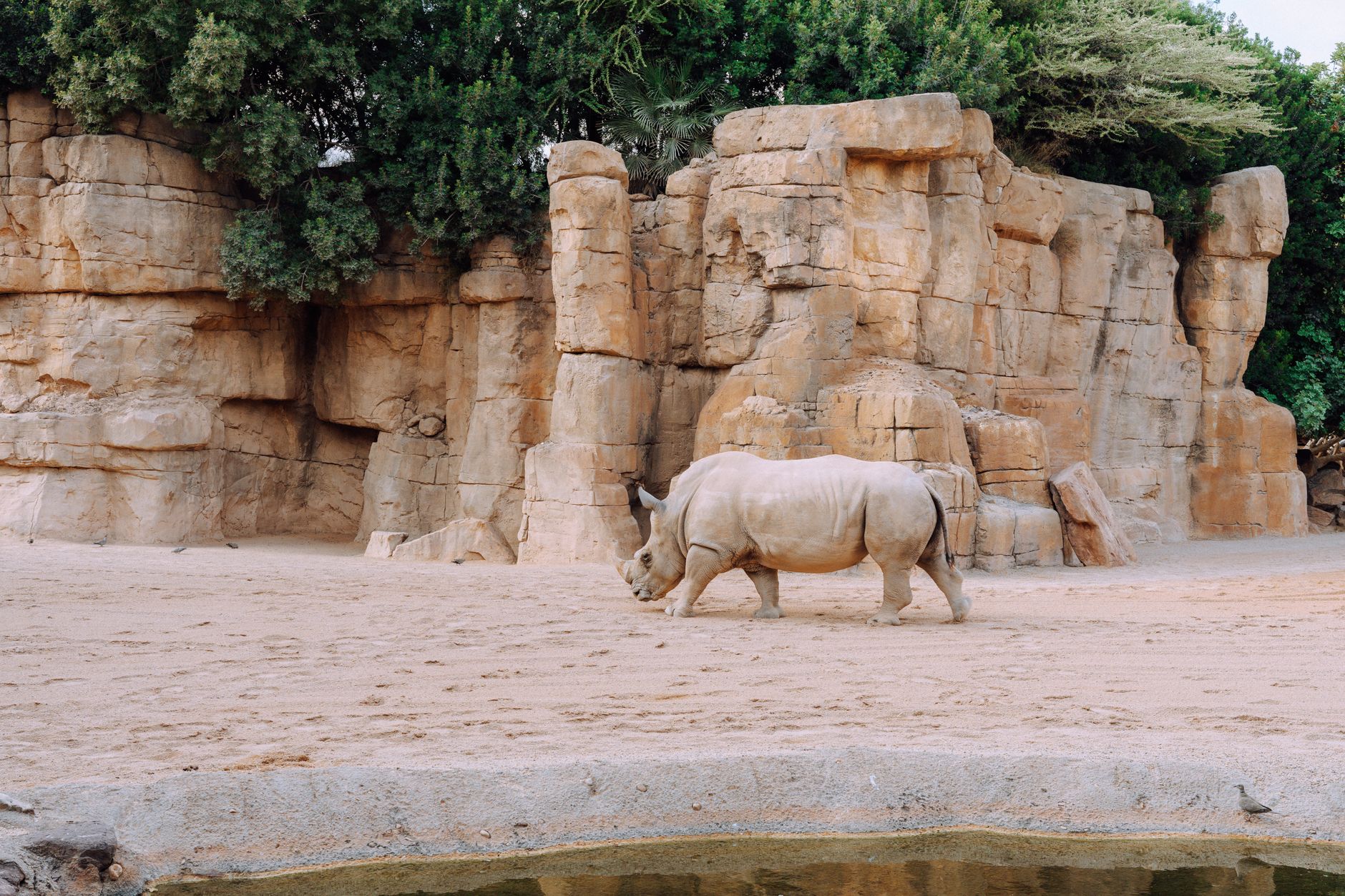 bioparc-valencia-refugio-climatico bioparc