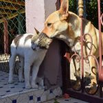 mascotas