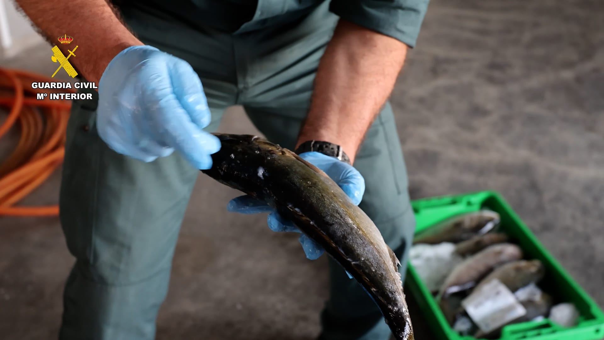 pescado-robado-valencia-medicamentos