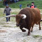 toro