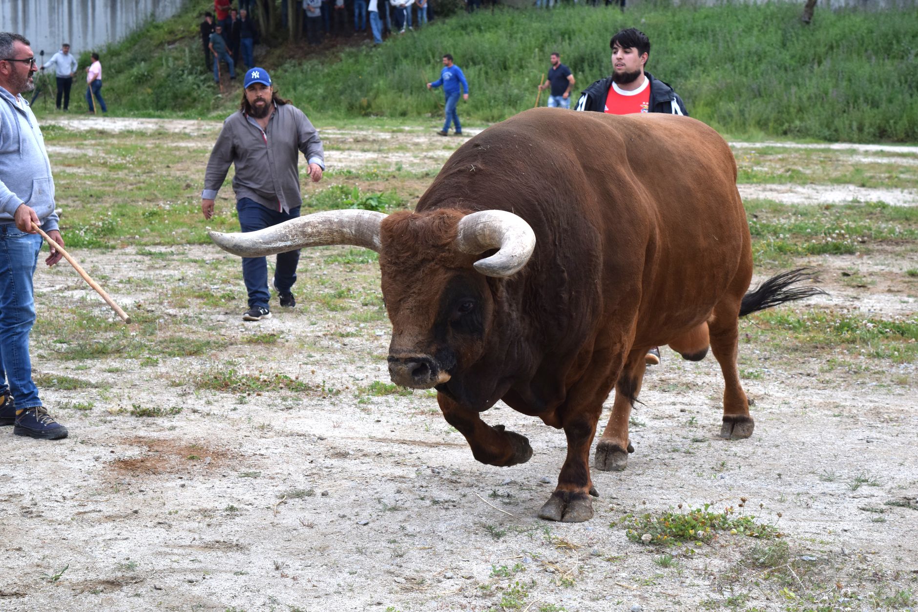 toro-fugado-gatova-capturado toro
