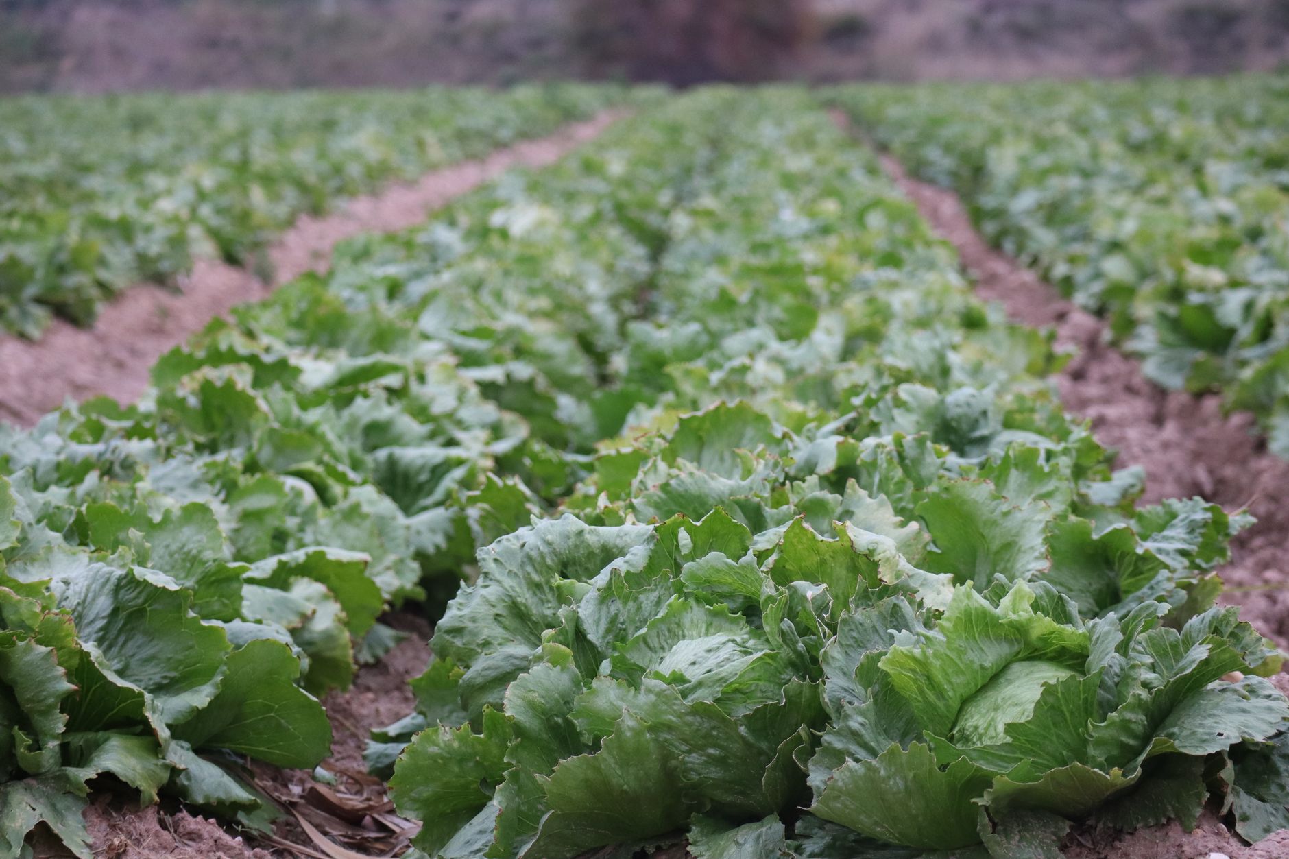 ayudas-agroalimentarias-valencia ayudas