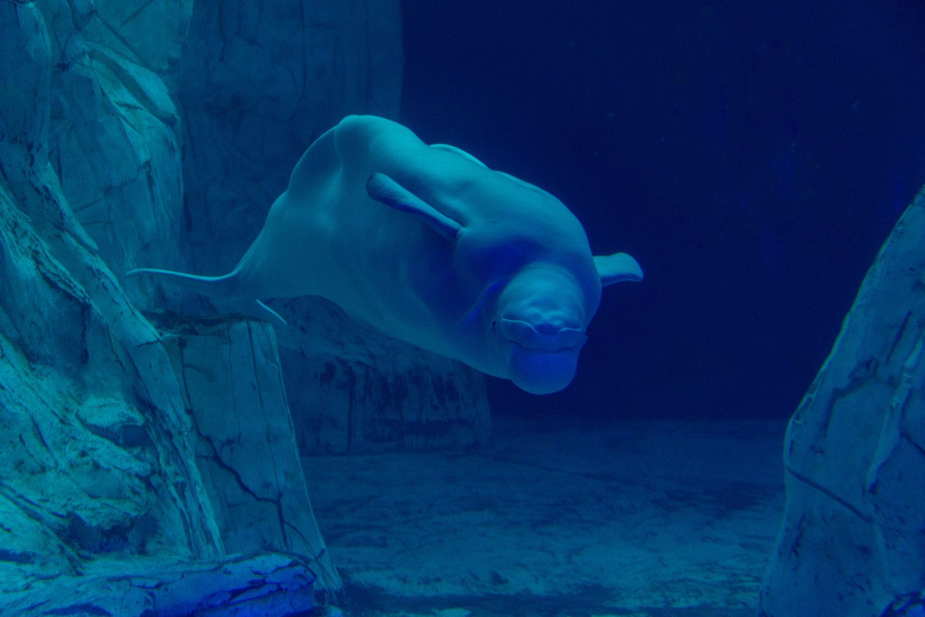 belugas