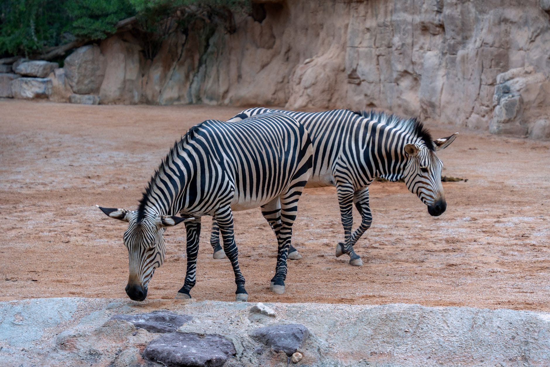 bioparc