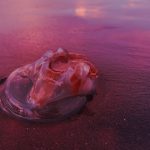 medusas