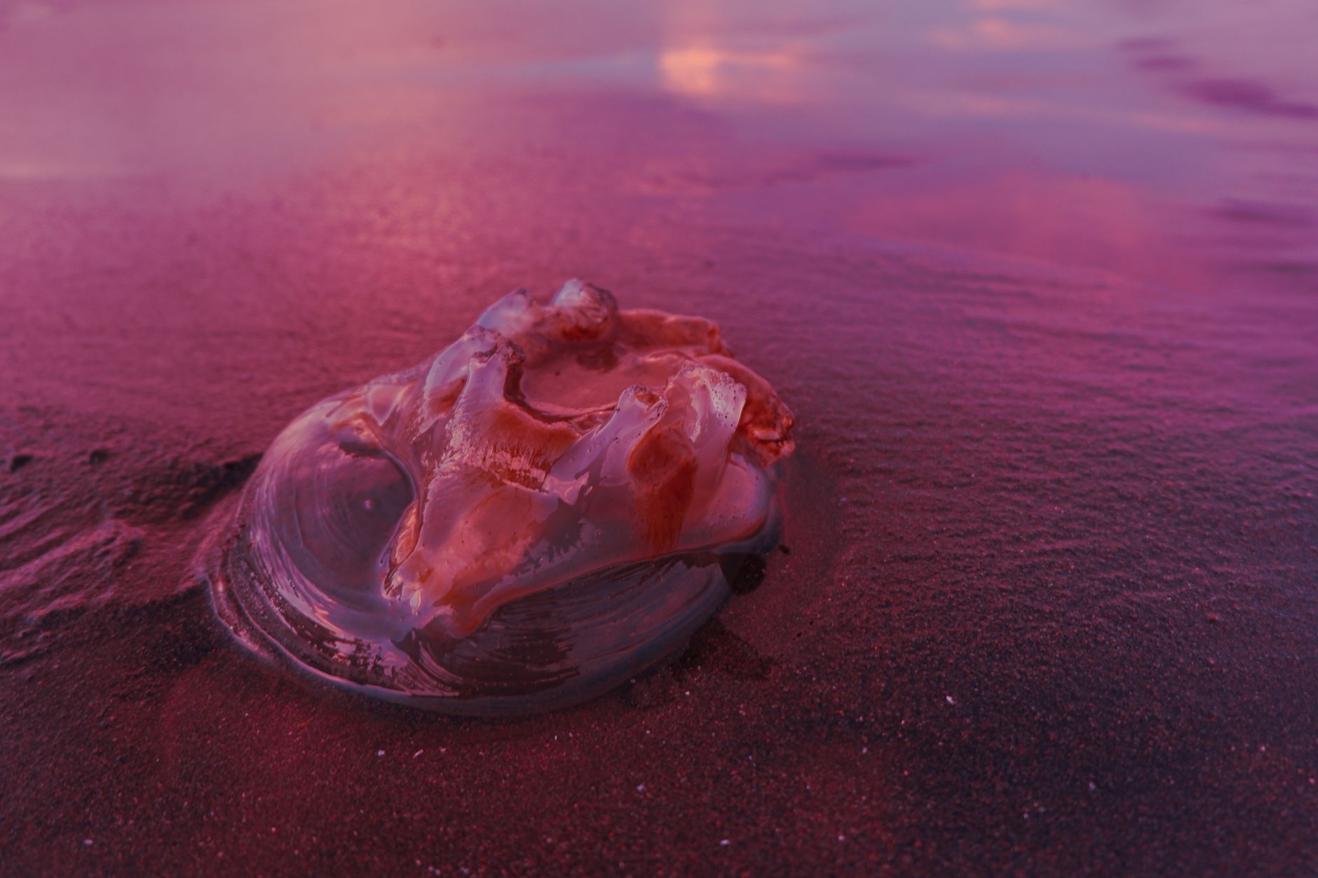 medusas-playas-valencianas-app medusas