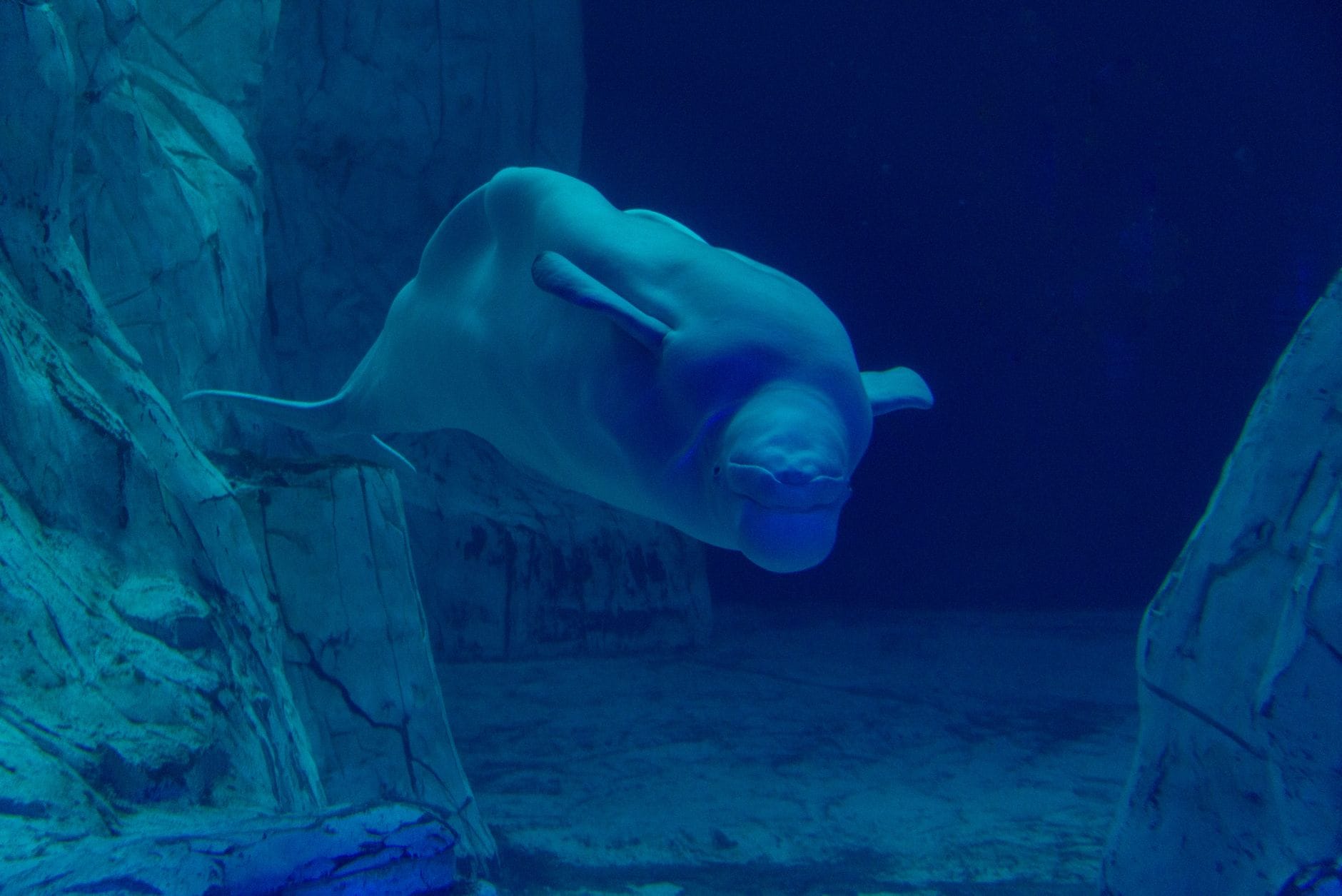 beluga