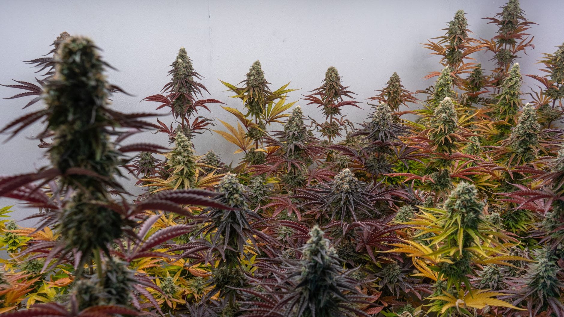 marihuana