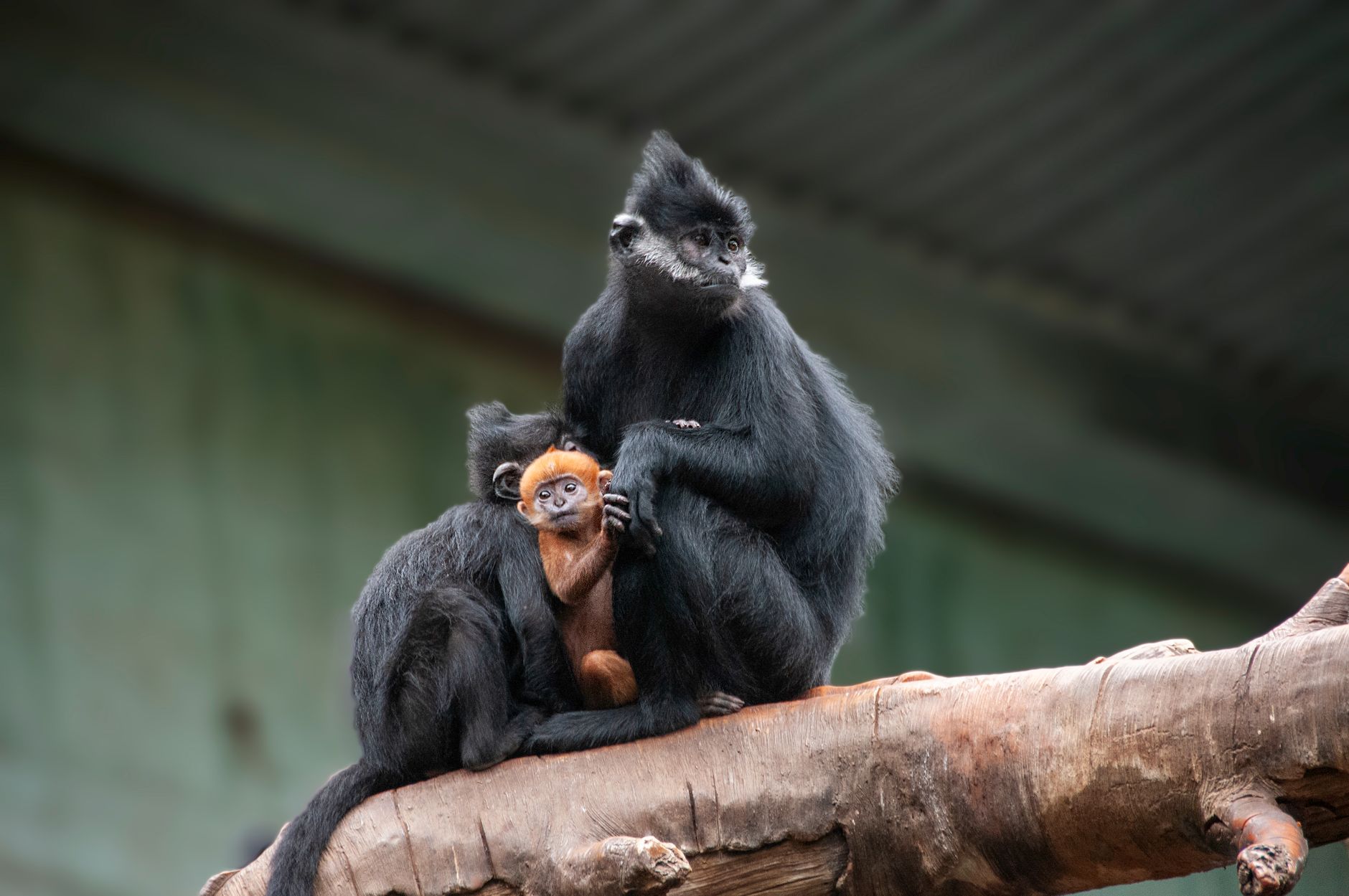 mangabey